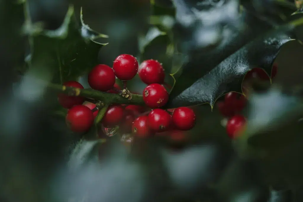 Eine Nahaufnahme einer Ansammlung leuchtend roter Stechpalmenbeeren an einem grünen, stachelig-blättrigen Zweig fängt die Essenz saisonaler Gestecke ein, vor einem unscharfen Hintergrund aus weiteren grünen Blättern.